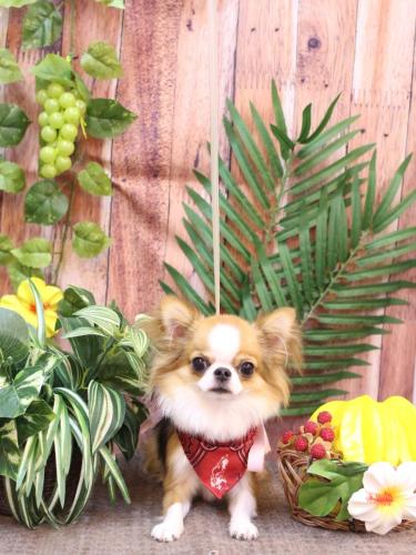 20230827プリューくん